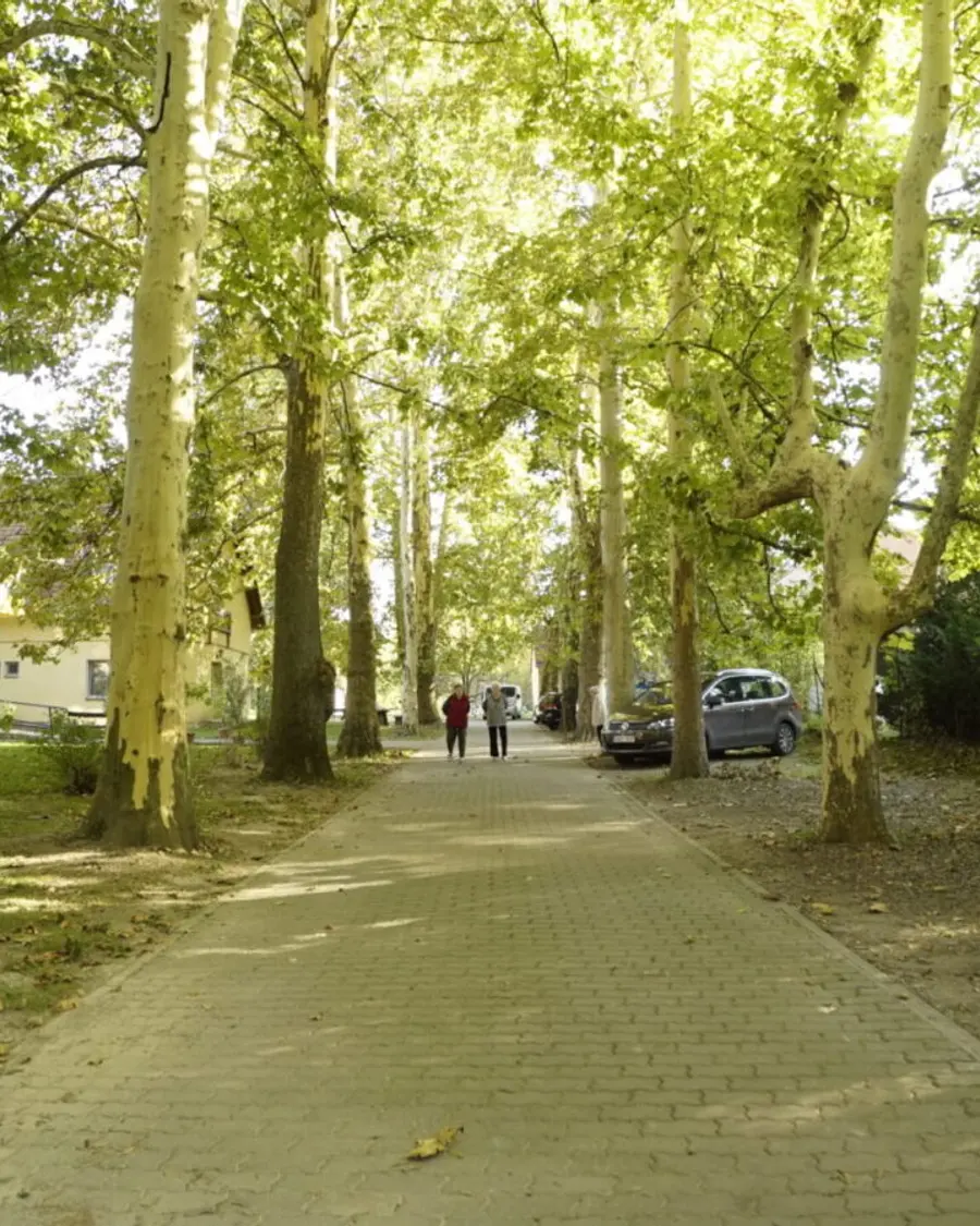 Platánfákkal szegélyezett út az otthon parkjában