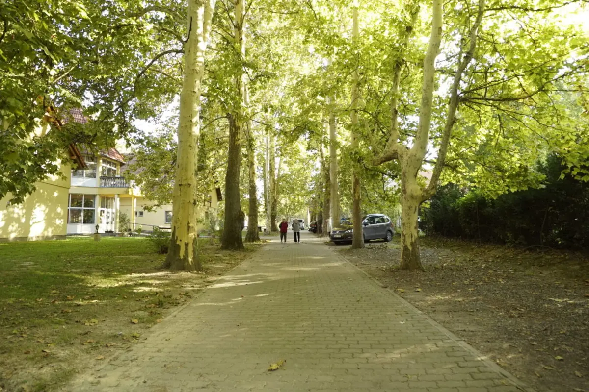 Platánfákkal szegélyezett út vezet az otthon épületéhez