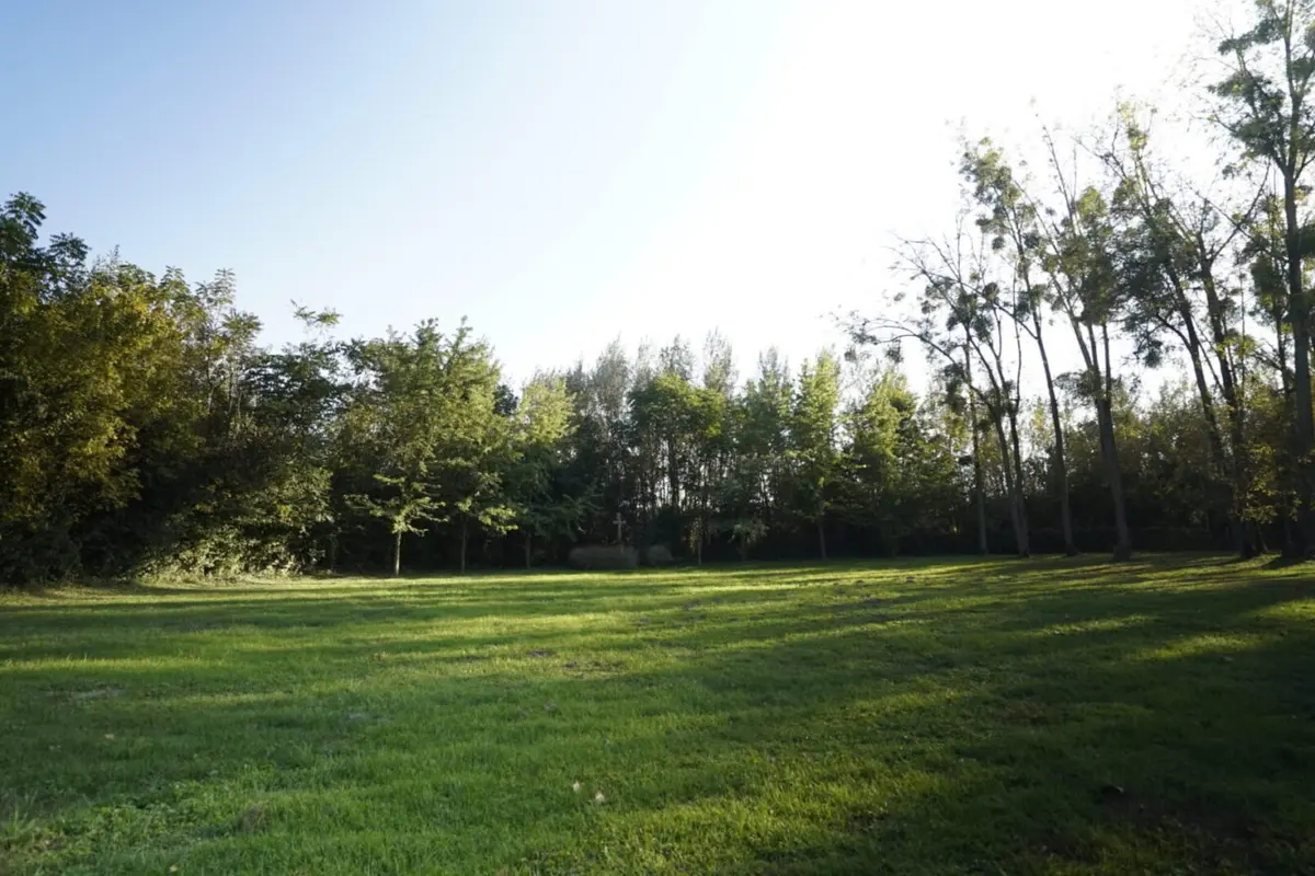 Napsütötte füves tisztás a park szélén, mögötte erdő